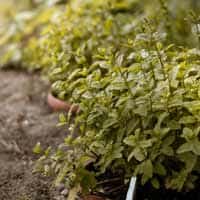 Herbs